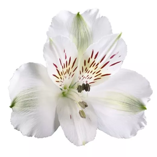 Alstroemeria White Virginia HMT